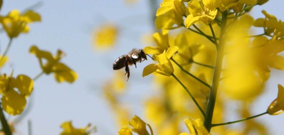 Aethina tumida ; Pollinis ; apiculture ; pollinisateurs
